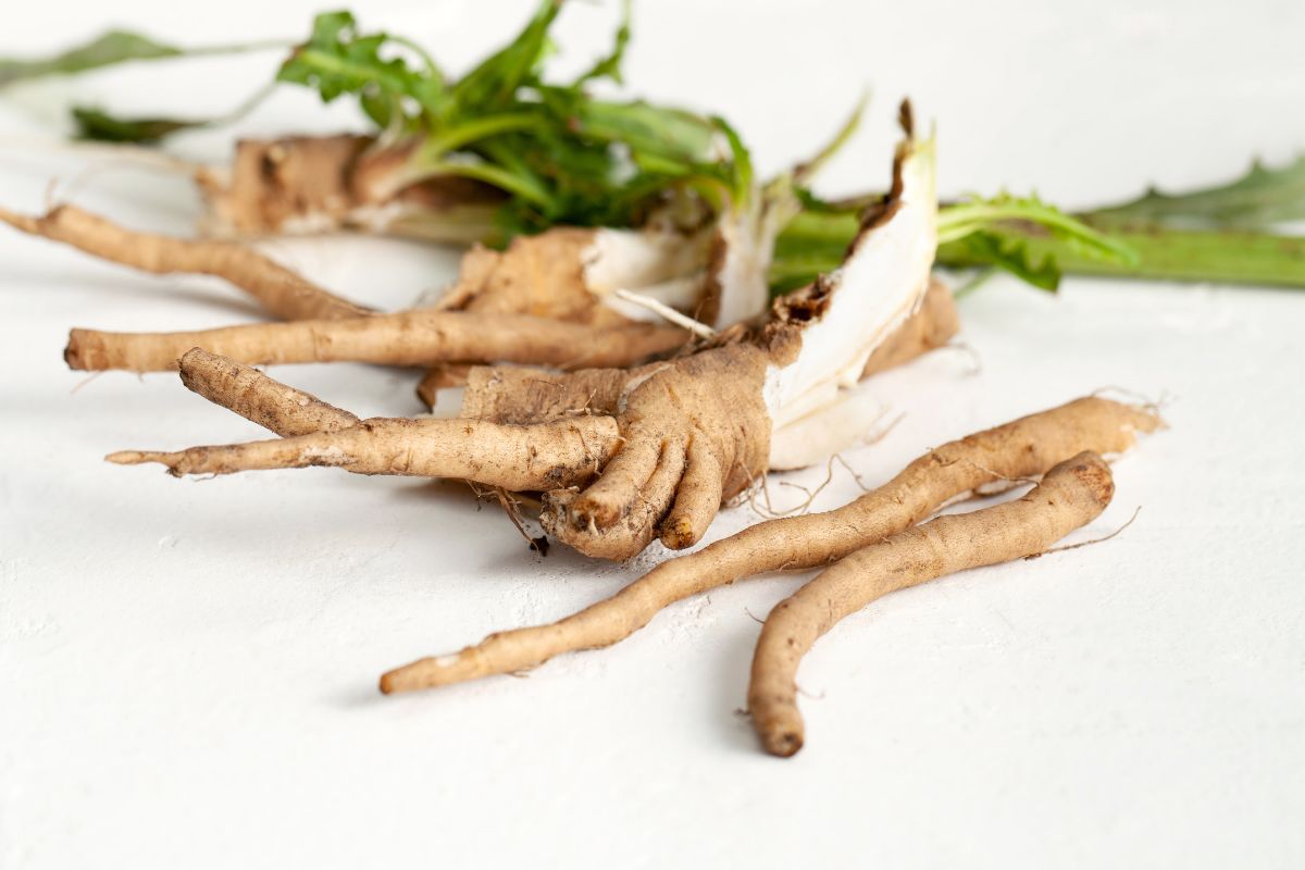 Chicory Root for Dogs