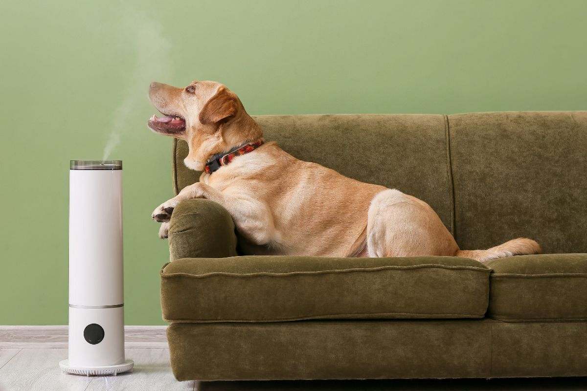 Natural Remedies and Probiotics for Dogs Bad Breath 