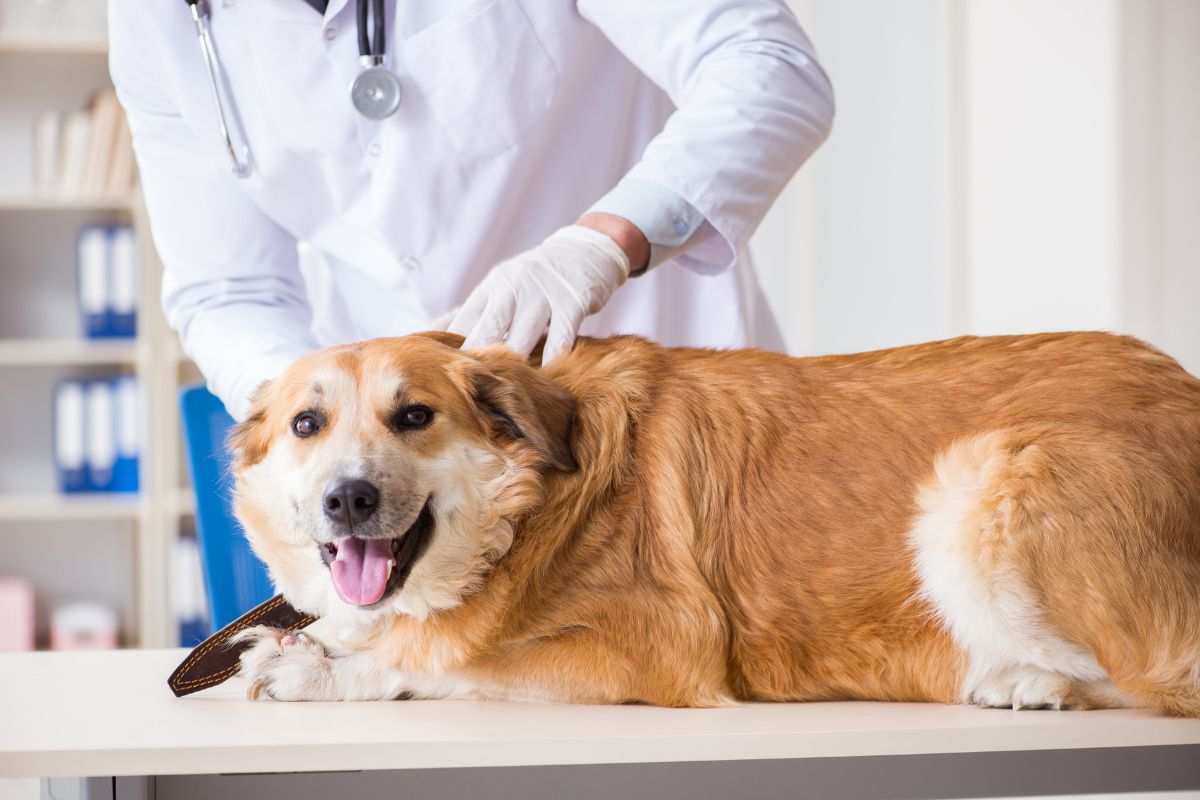 The Role of Probiotics in Dog Immune System