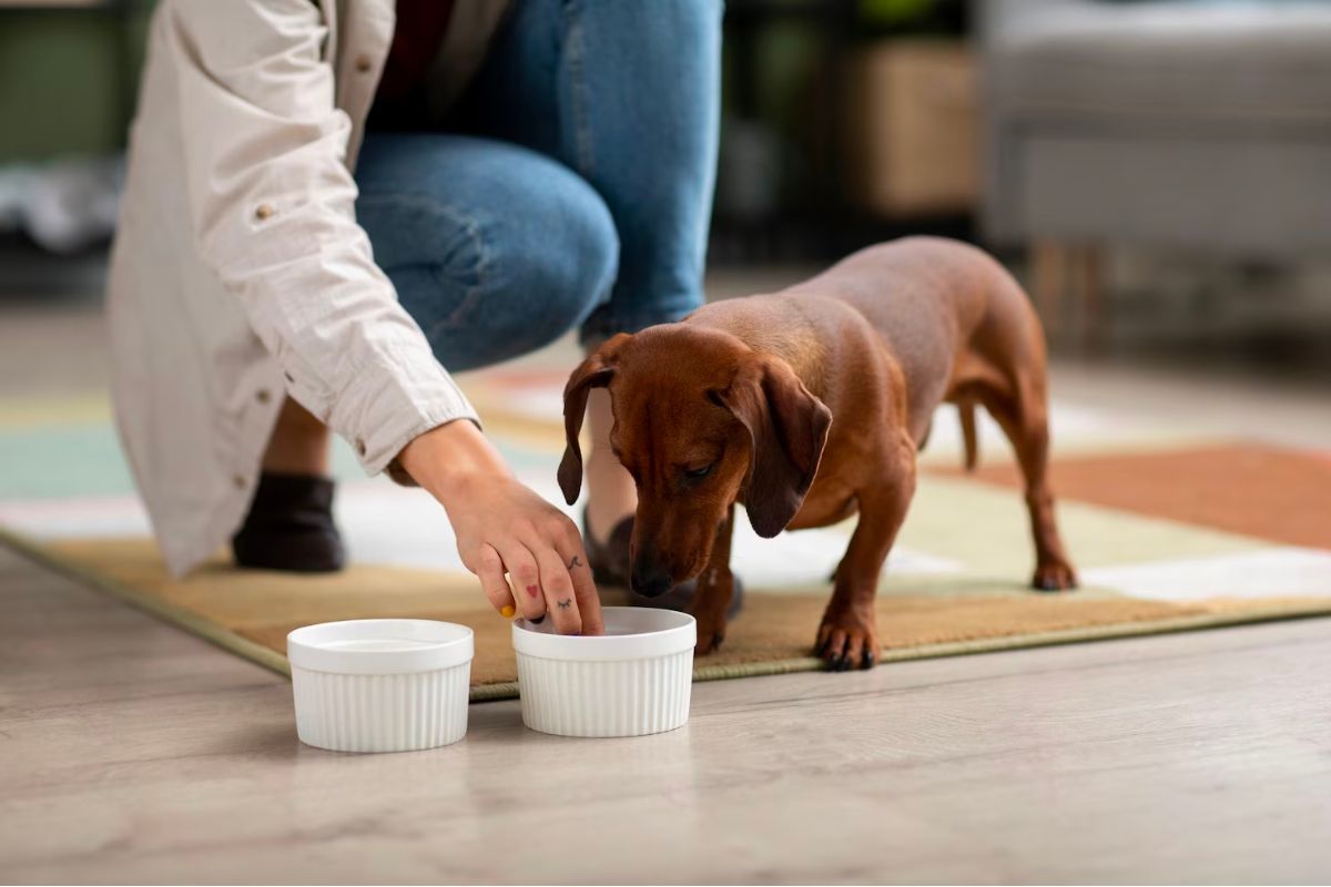The Pros and Cons of Pet Probiotics that you must know