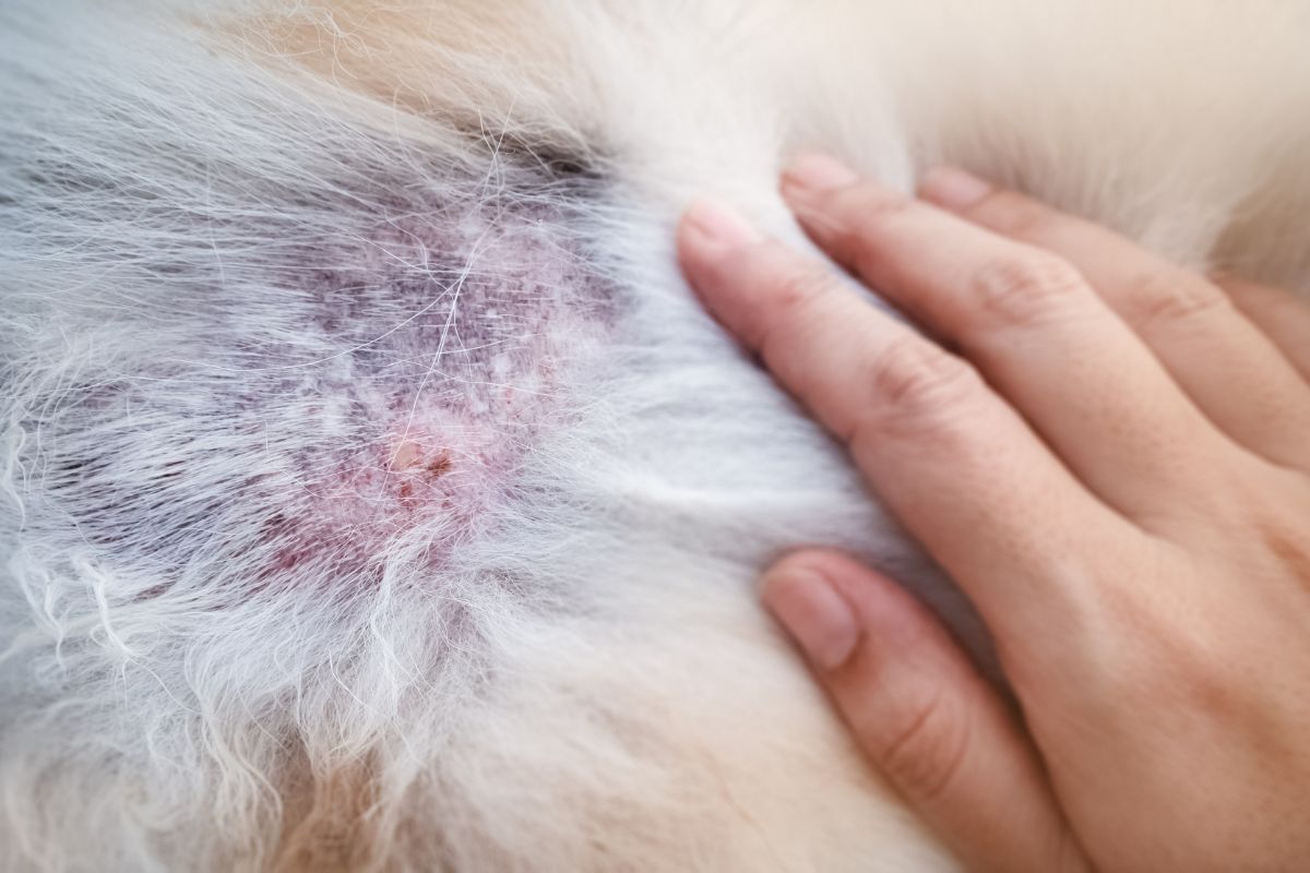 Hair Loss in Dogs (Alopecia in Dogs)