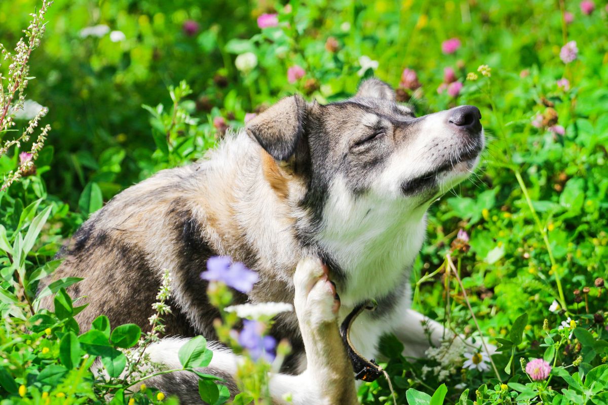What Is Atopic Dermatitis in Dogs?