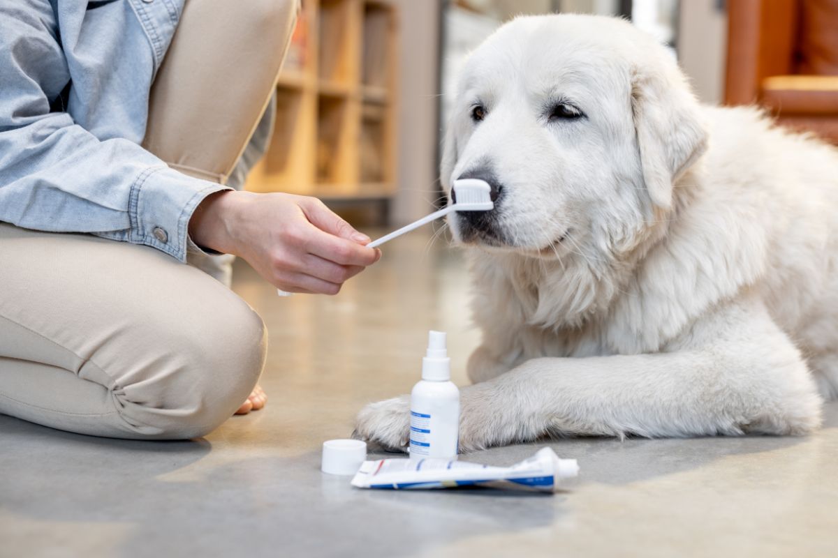 Natural Remedies and Probiotics for Dogs Bad Breath 