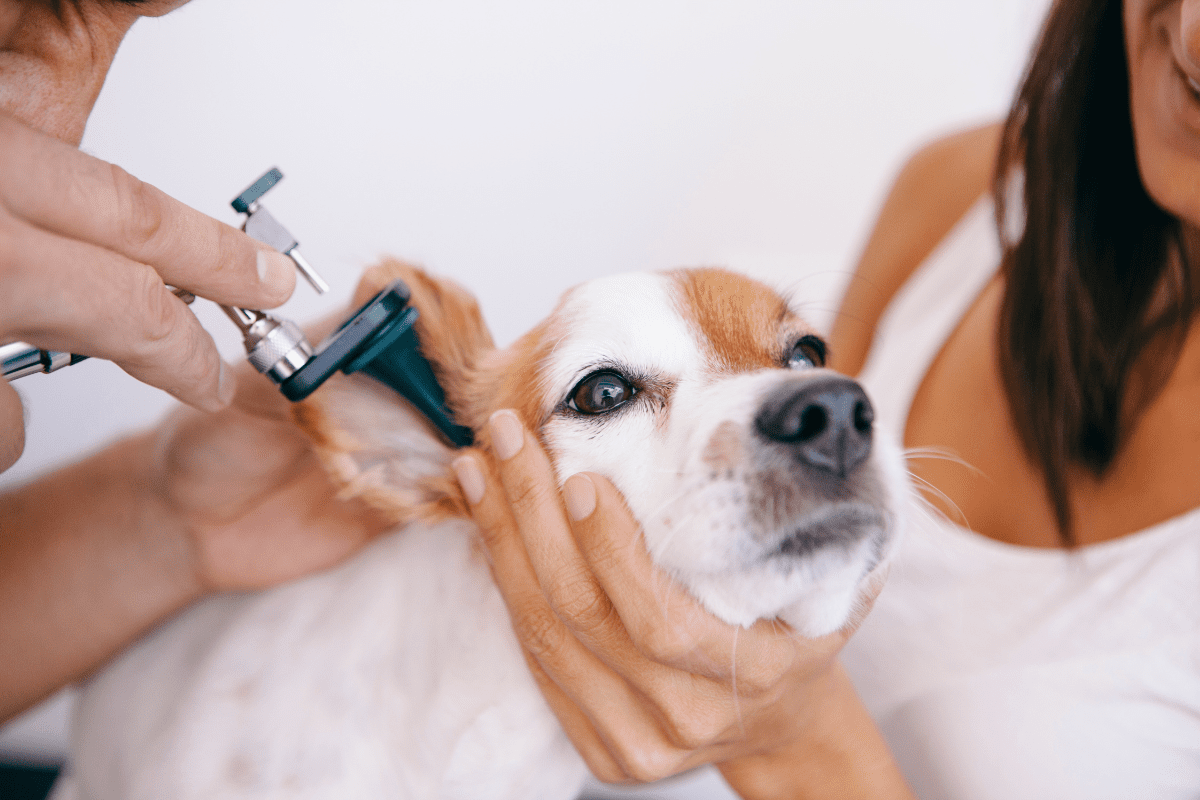 Dog Probiotics for Yeast