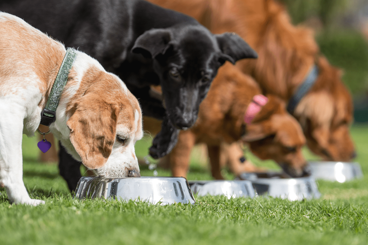 Senior Dog Nutrition and Supplements