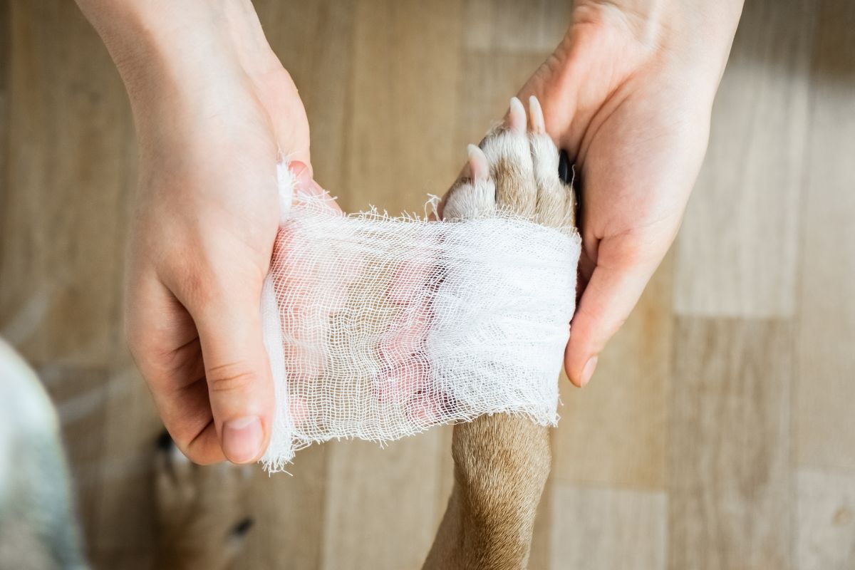 Osteoarthritis in Dogs Signs and Treatments
