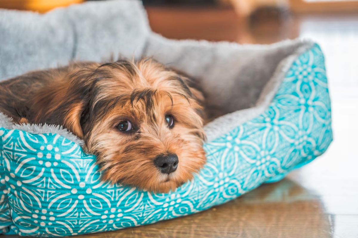 The Effectiveness of Probiotics for Dogs