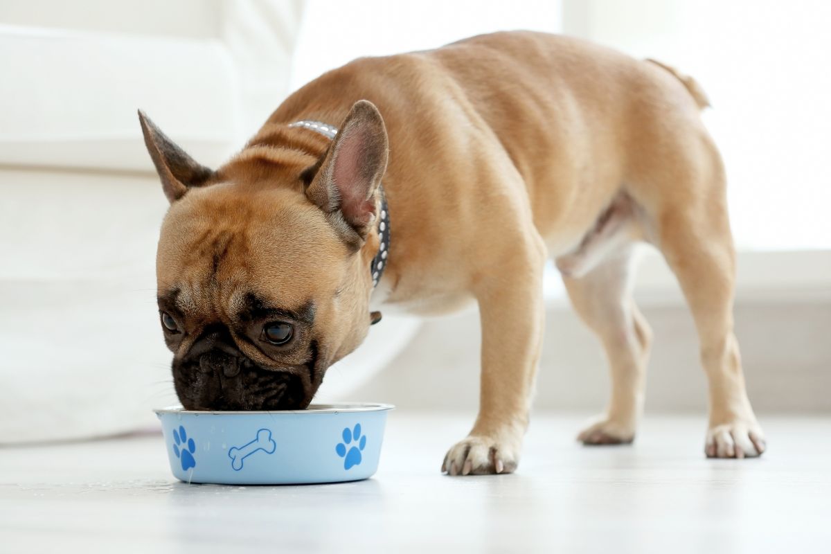 High Protein for Dogs with Arthritis