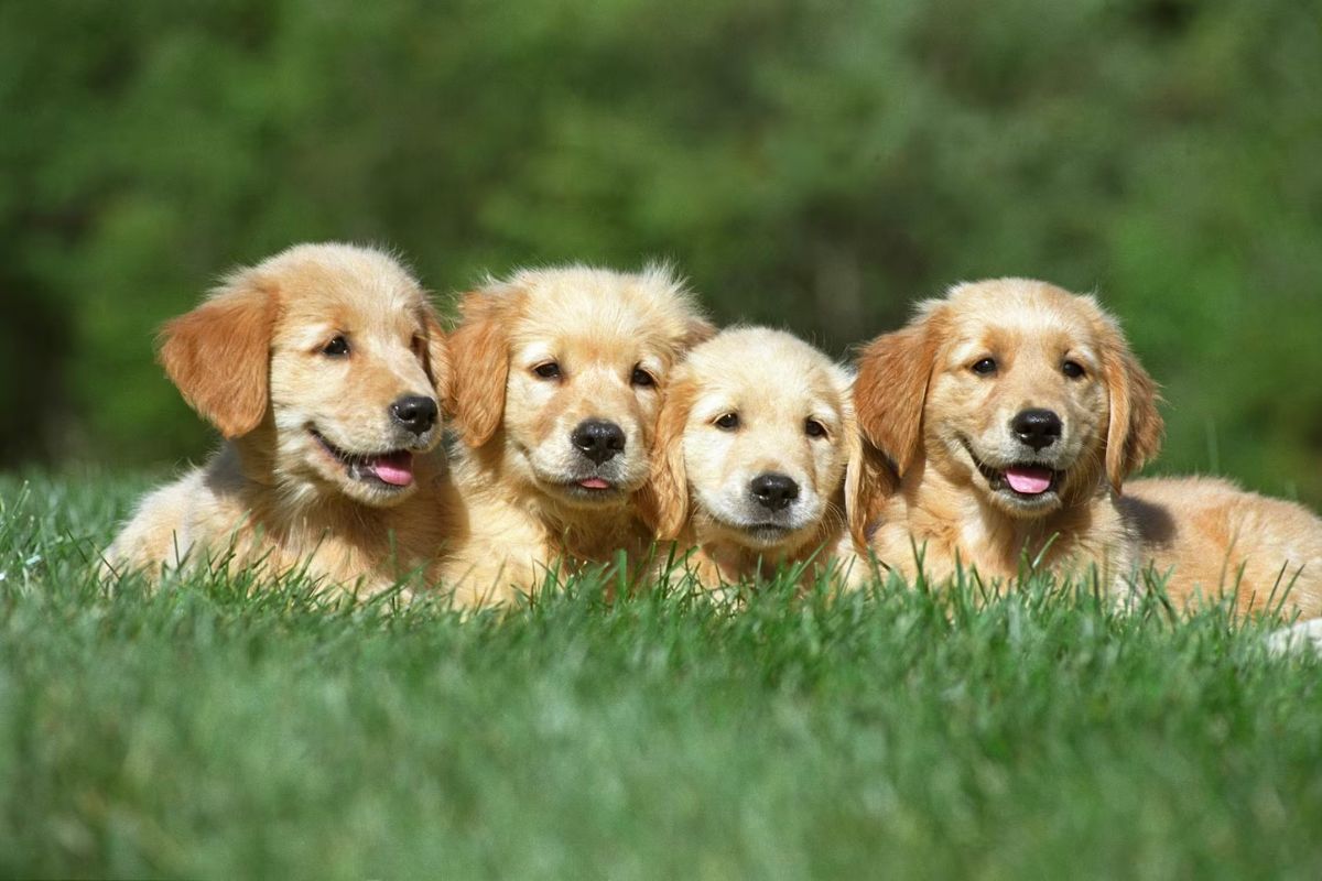 The Role of Probiotics in Dog Immune System