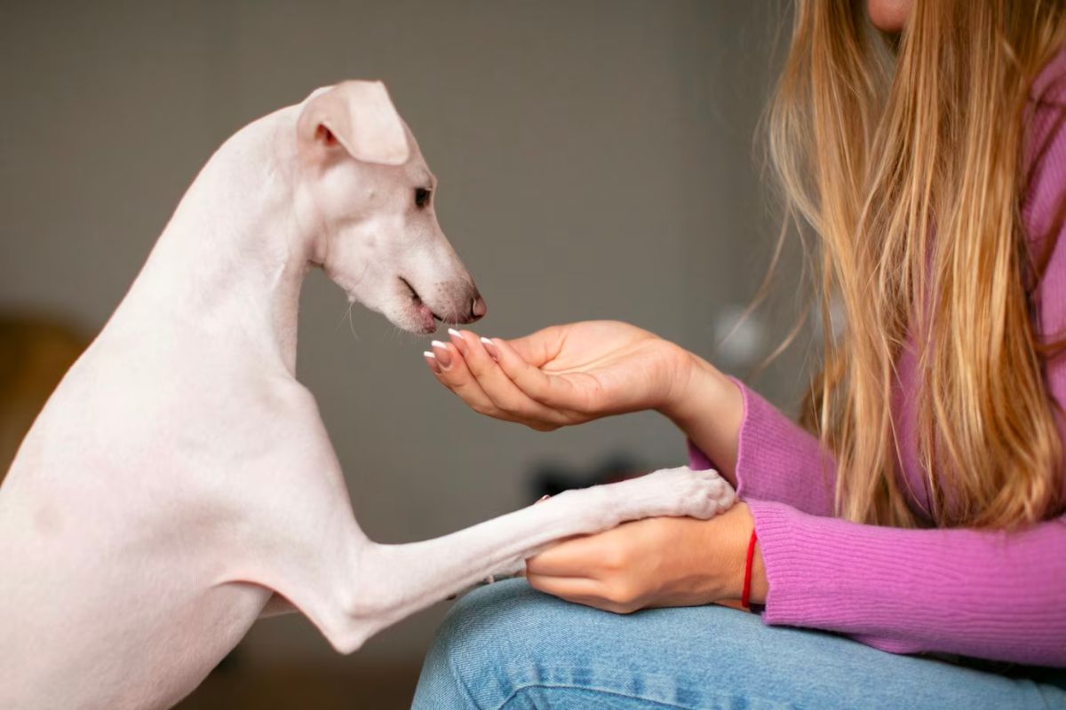 The Pros and Cons of Pet Probiotics that you must know