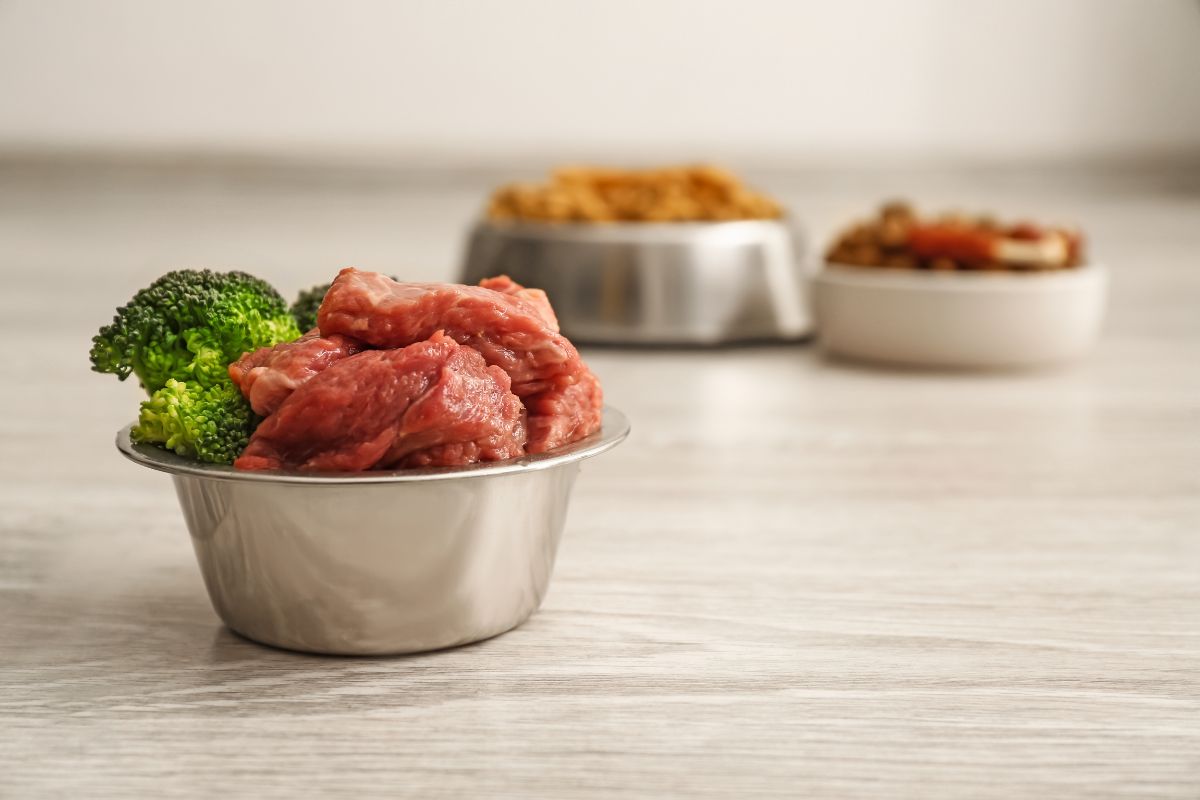 Natural Remedies and Probiotics for Dogs Bad Breath 