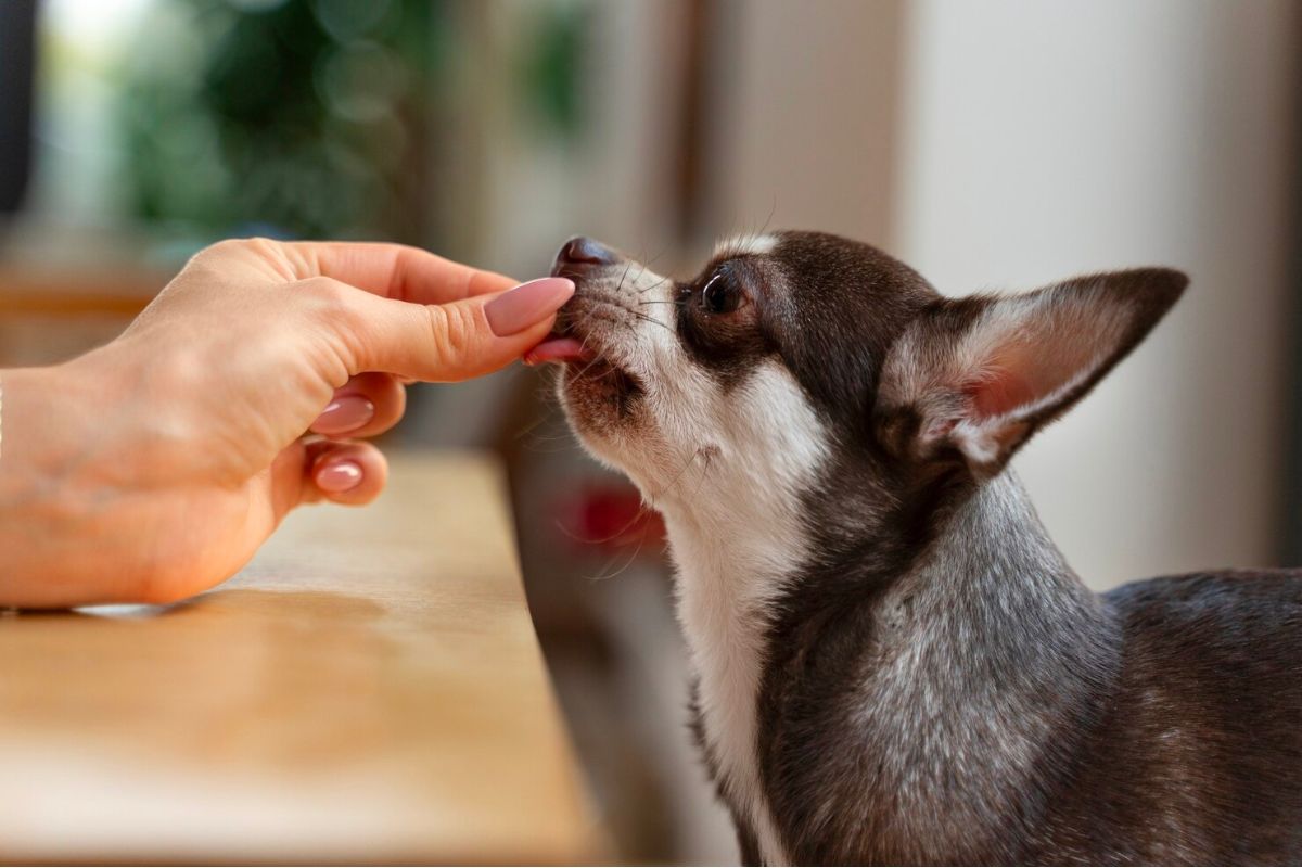 The Role of Probiotics in Dog Immune System