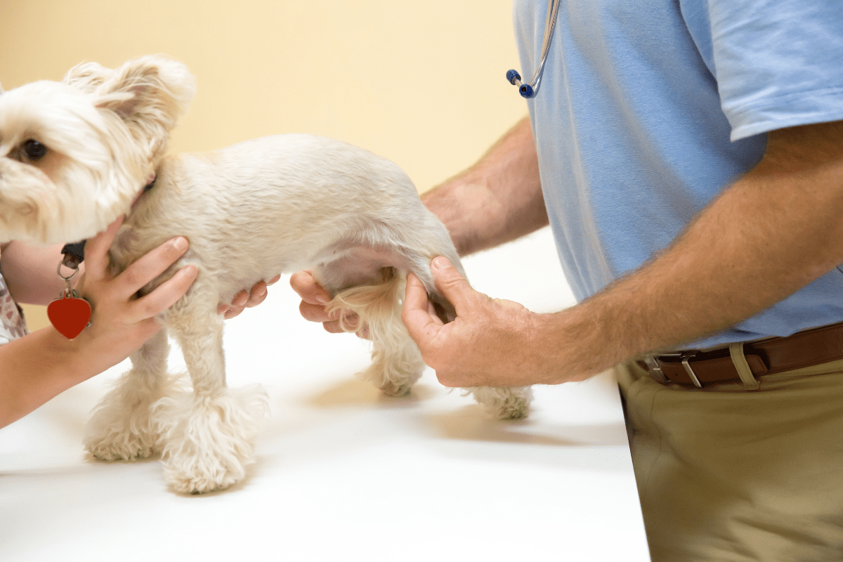 Degenerative Joint Disease in Dogs