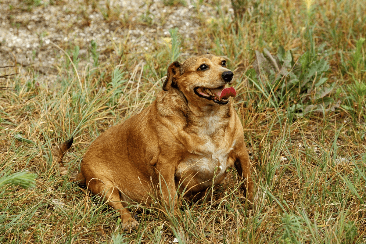 Degenerative Joint Disease in Dogs