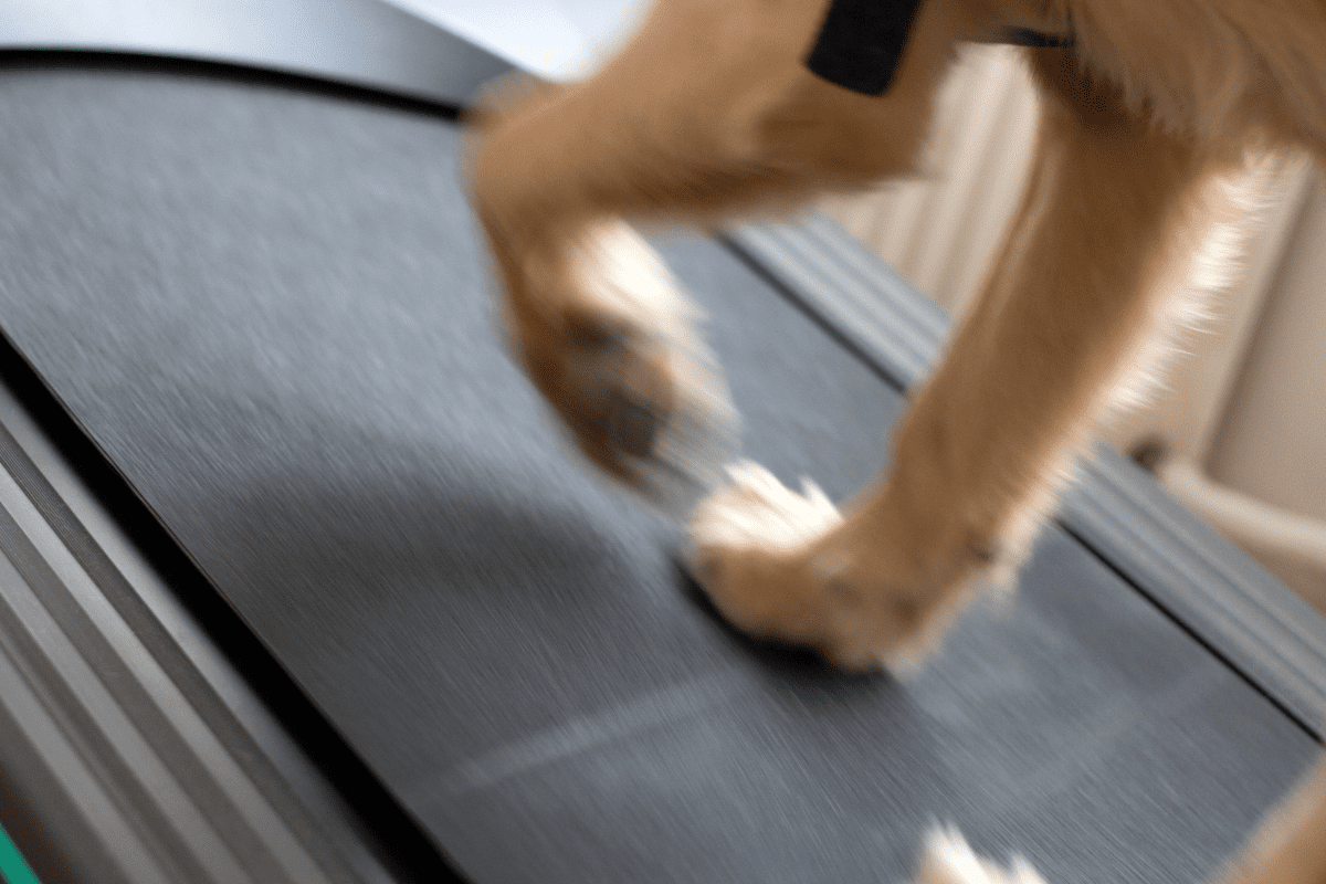 Degenerative Joint Disease in Dogs