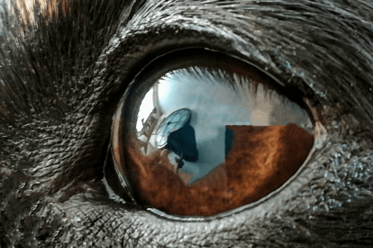 Signs of Food Allergies in Dogs