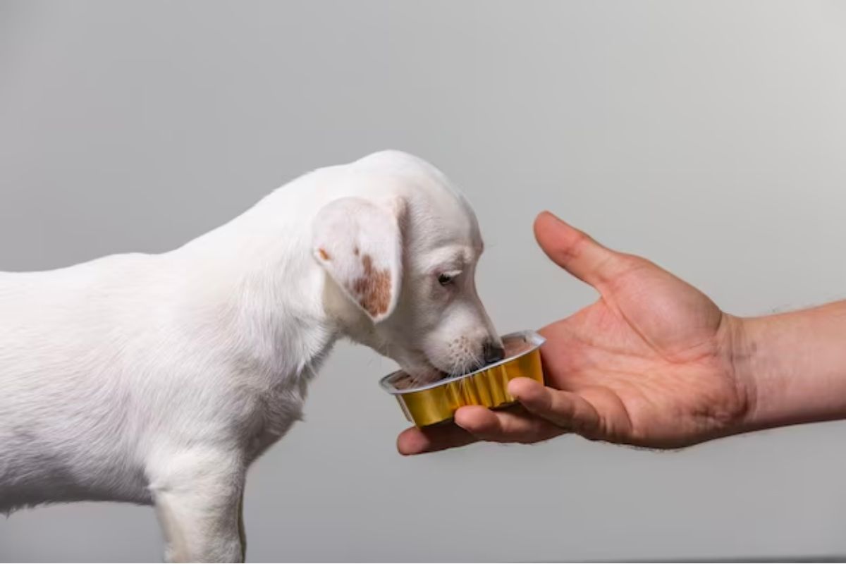 5 Myths about Probiotics for Dogs