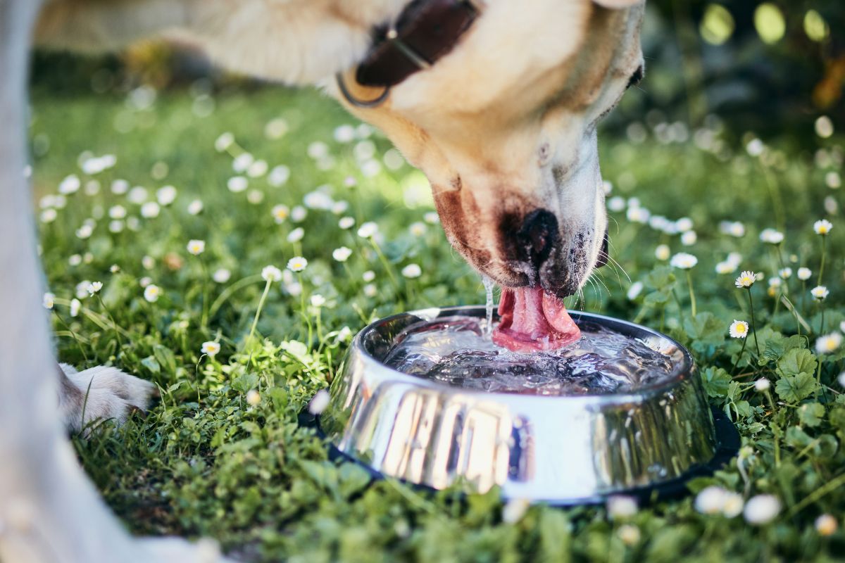 Natural Remedies and Probiotics for Dogs Bad Breath 