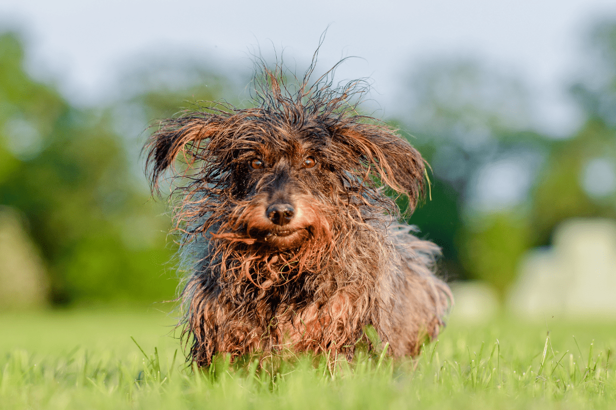 Supplements for Dogs