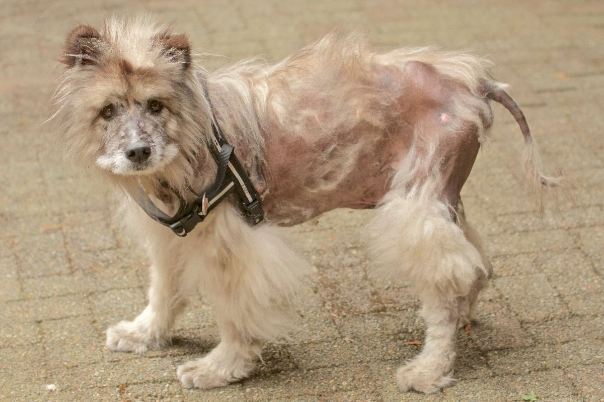 Hair Loss in Dogs (Alopecia in Dogs)