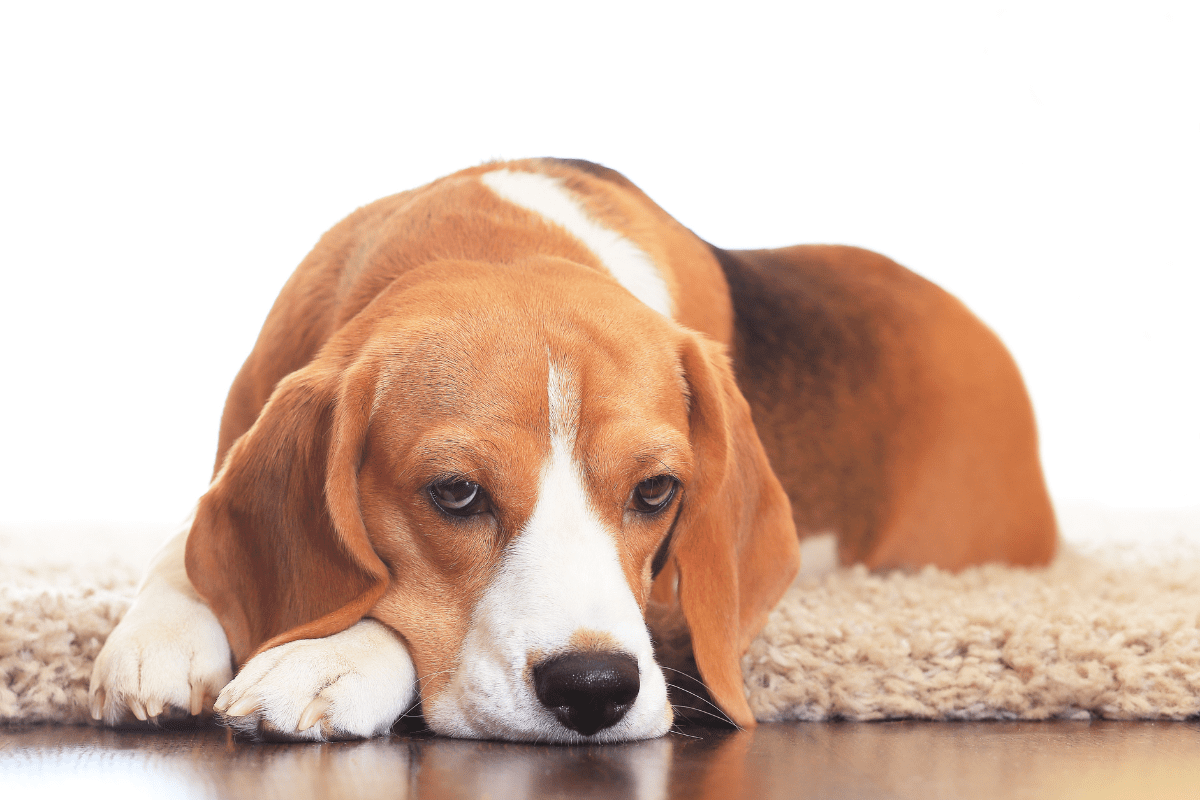 Healthy Gut for Dogs