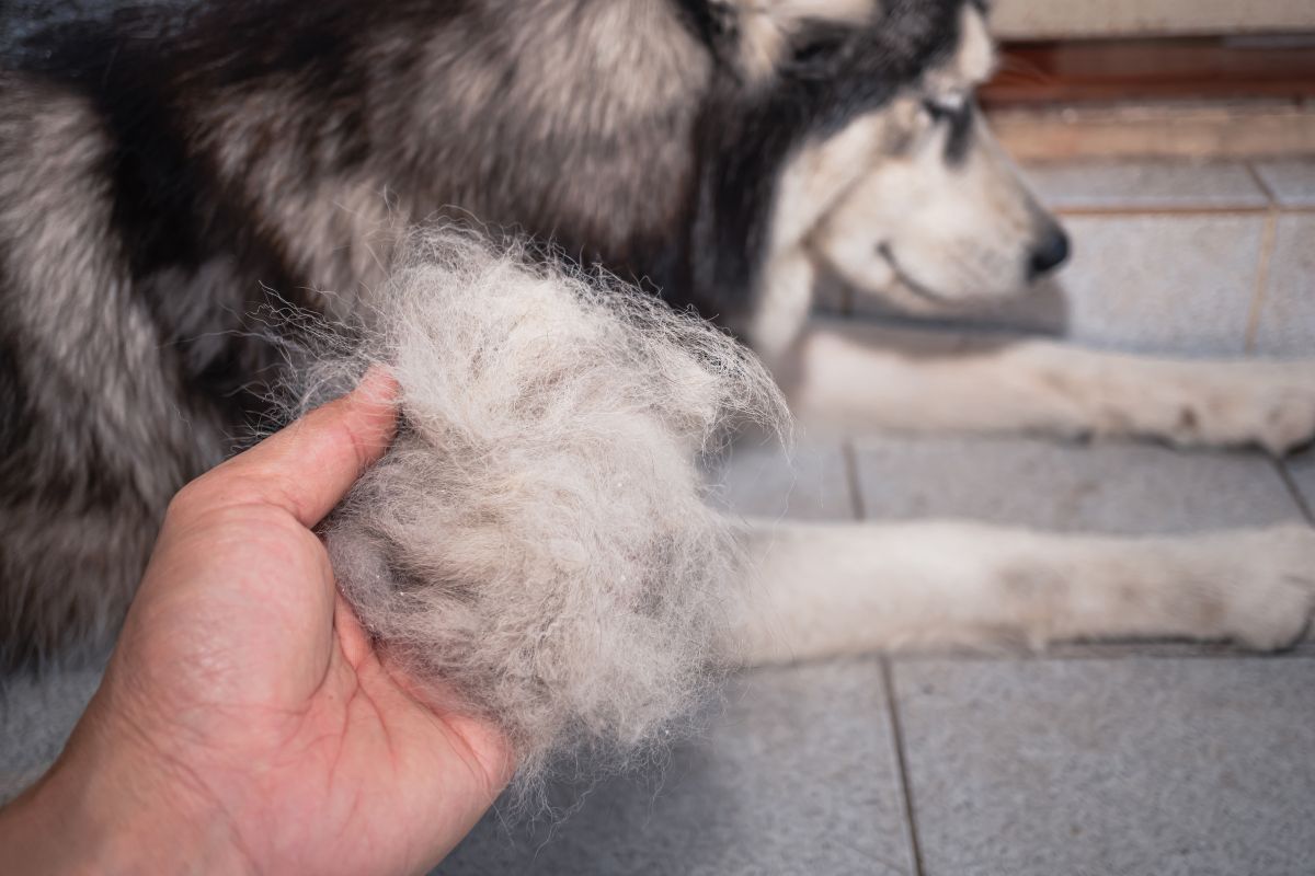 Hair Loss in Dogs (Alopecia in Dogs)