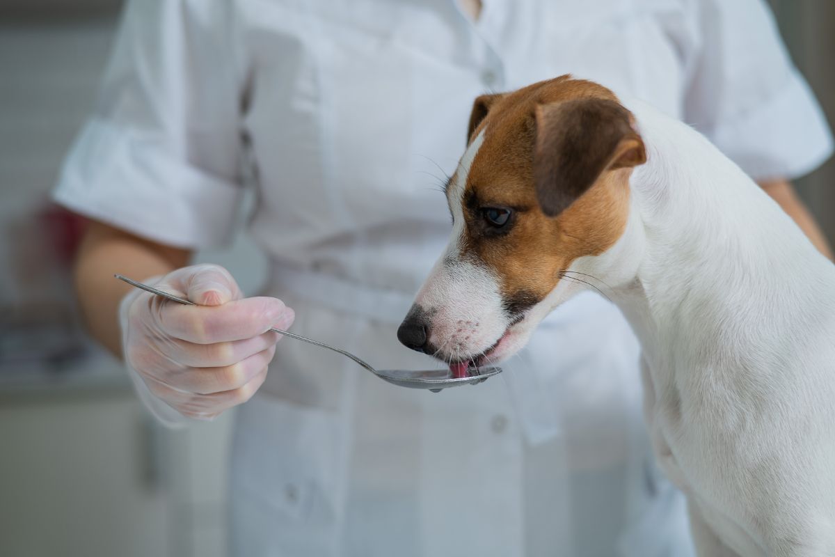 Prebiotics and Probiotics for Dogs and Cats