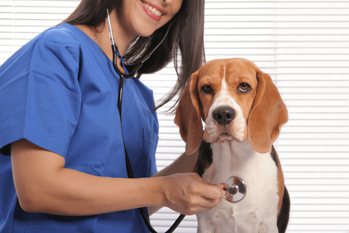 Dog Arthritis Supplements